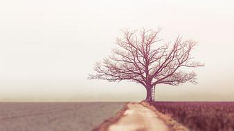 absolutely beautiful Landscape Tree