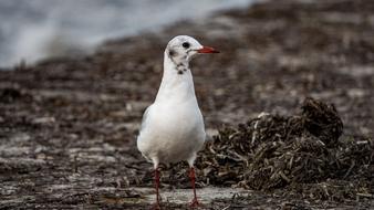 wonderful Seagull Morning