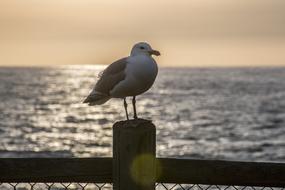 Seagull Perched