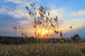 Sunset Plant dry