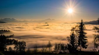 trees in the fog on a mountain in austria