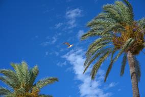 extraordinarily beautiful Palm Trees Wind