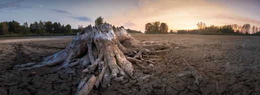 Root Tree Stump