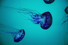big blue jellyfish in water