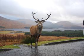 ravishing Stag Highlands Scotland