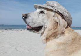 photo of a labrador in a cap on the beach