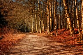 Forest Away red trees