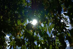 Sunlight and Leaves of Tree