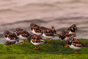 ravishing Small Seagulls Seaside