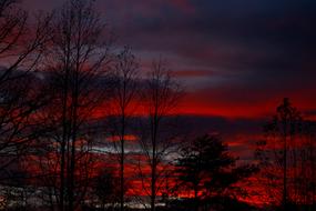 wonderful red Sunset Tree
