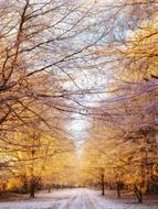 Winter Wonderland tree