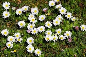 many daisies in the meadow