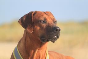 Ridgeback dog face