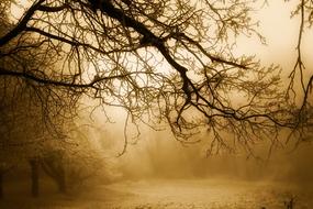 dense fog on the edge of the forest