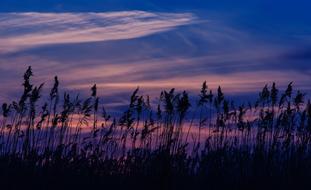 reed silhouettes in purple dusk