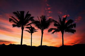 Silhouette Trees