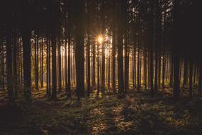 Dawn Forest
