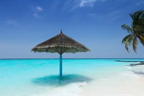 Maldives Palm Trees
