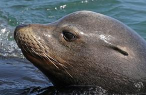 Sea Lion Close Up face