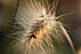 ravishing Grasses Blade
