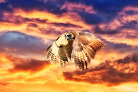 Owl Flight orange sky