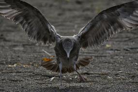 bird Sea Beach