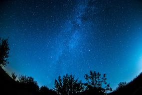 photo of blue starry sky over trees