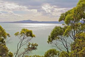 Australia Tasmania trees