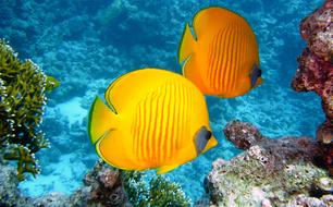 Zitronenfalter Fish Exotic yellow