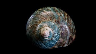 blue Spiral Shellfish