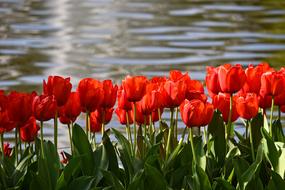 Tulip Red Flowers water