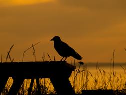 Sundown bird