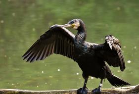 magnificent Cormorant bird