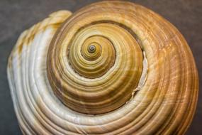 seaShell in Museum Animal World