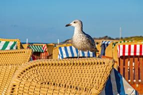 seagull sits on a wicker chair on the shore of the Baltic Sea