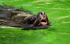 sea lion swims in green water