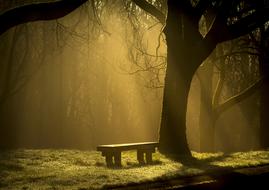 sunbeams over a bench under a large tree in the fog