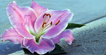 magnificent pink Lily Flower