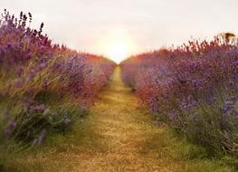 incredibly beautiful Lavender Field