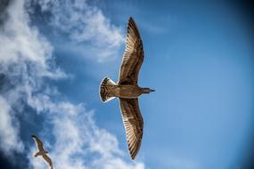 unusually beautiful Sea Gull Sky