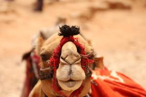 face Camel