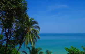 Summer Nature Tropical palms