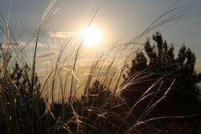 Beautiful and colorful field with plants, at colorful sunset
