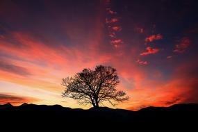 wonderful Sunset Dawn Tree