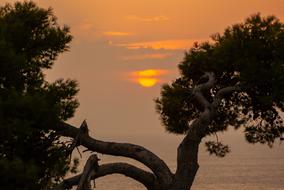 incredibly beautiful Tree Sunset