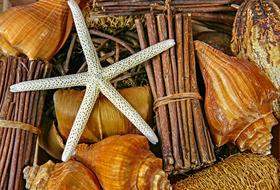 marine life as decoration
