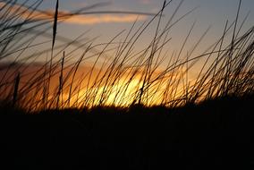 incredibly beautiful Sunset Silhouette Wild Grass