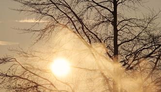 perfect Tree Dawn
