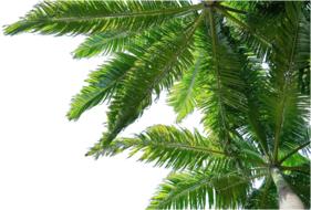 Beautiful Caribbean green and yellow leaves of palm trees