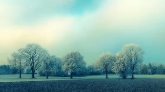 Beautiful, white trees on the field, at colorful, gradient sky on background